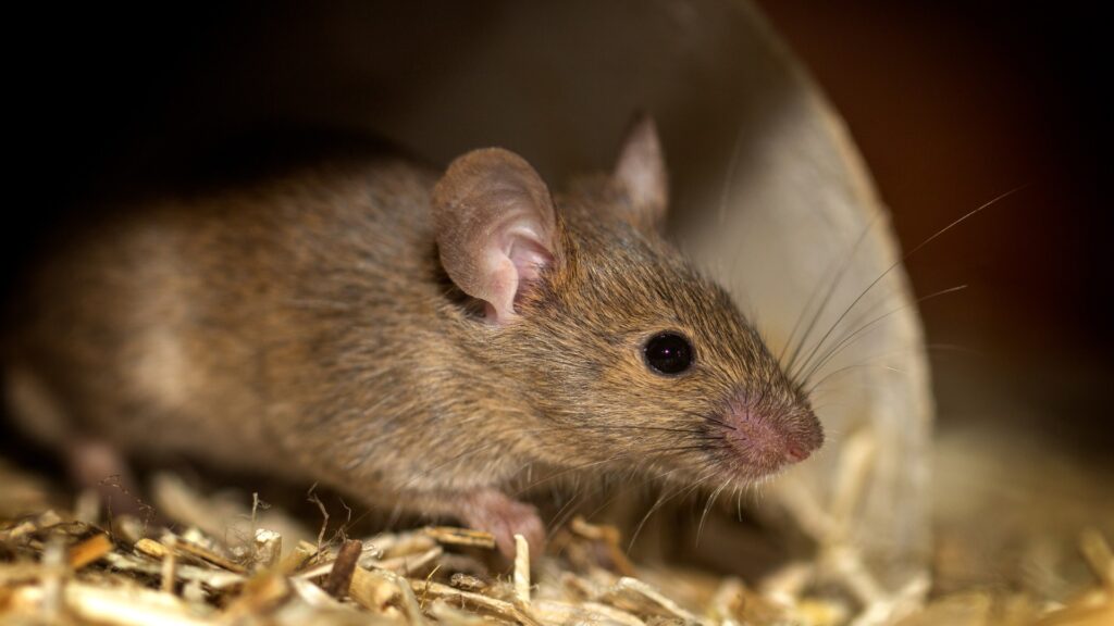Rodent Proofing (3)