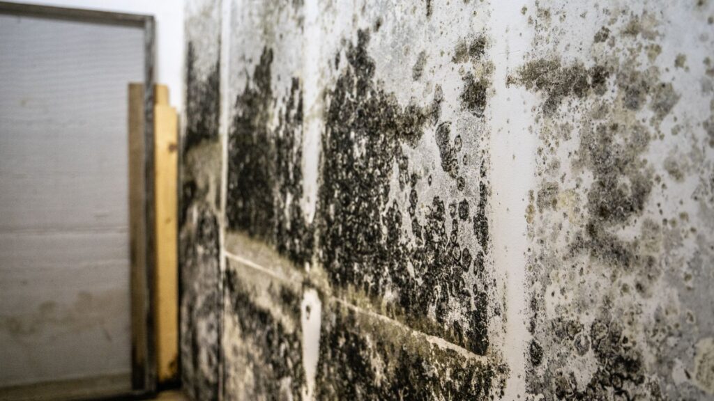 Attic Mold Remediation (2)