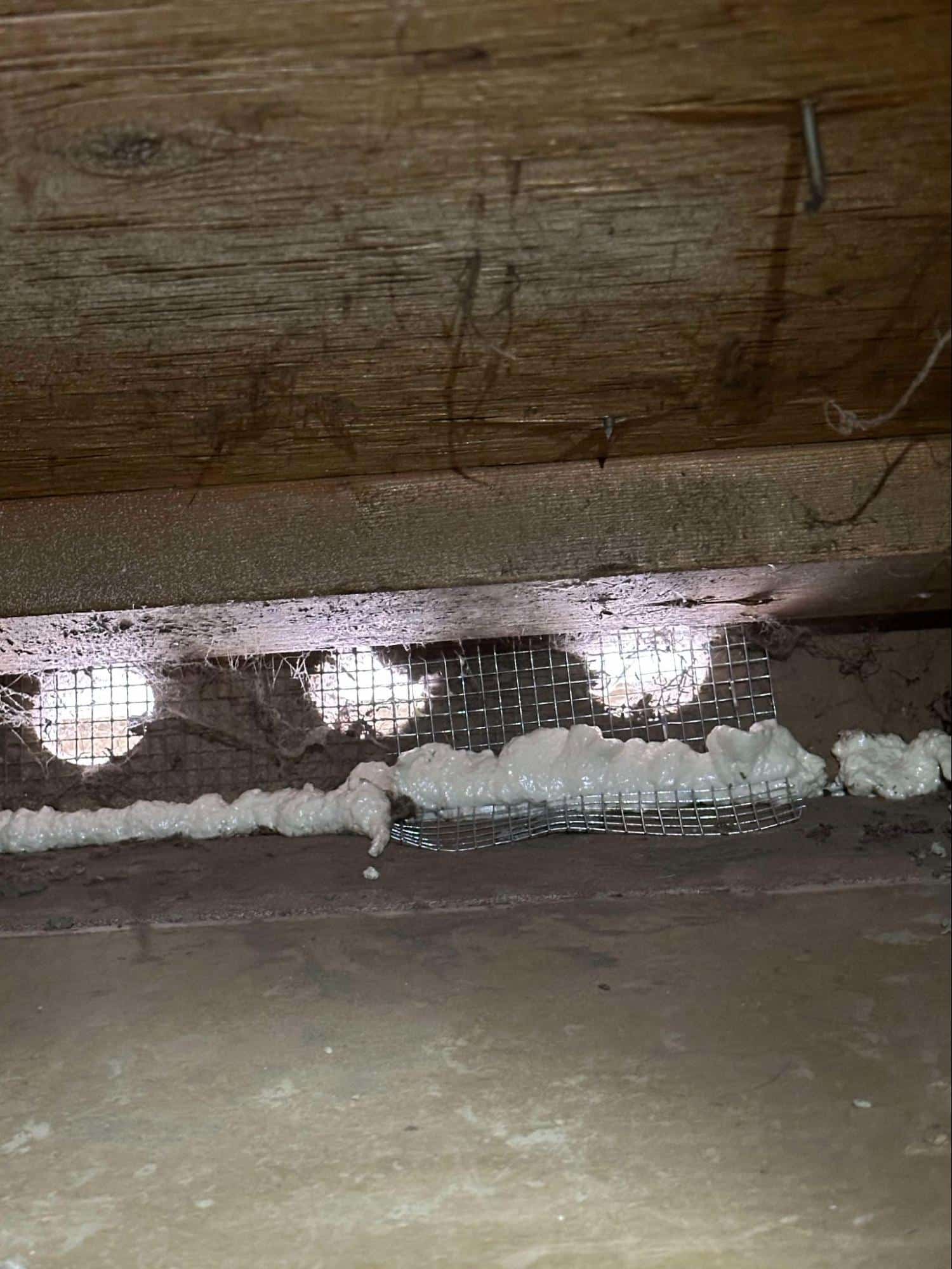 rodent proofing attic