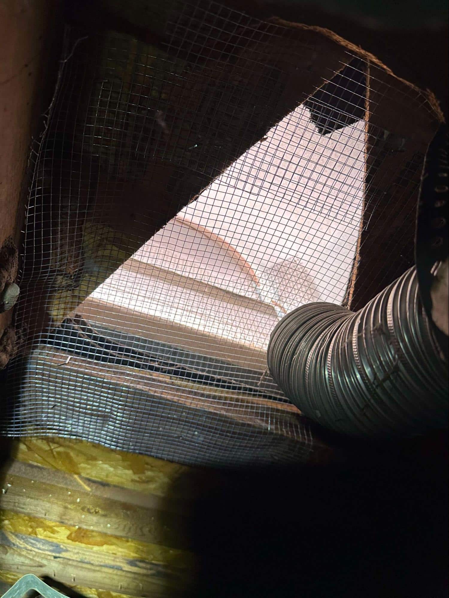 Read more about the article Understanding the Importance of Rodent Proofing for Homeowners